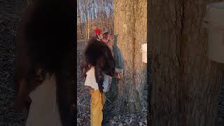 Native American and maple syrup making.