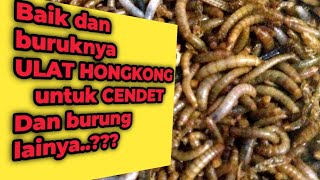 manfaat ulat hongkong untuk cendet dan burung berkicau lainya