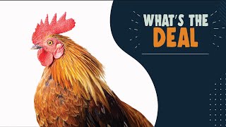 Bird flu: Protecting birds from the avian influenza virus | What’s the Deal?