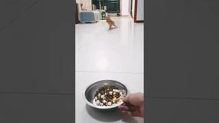 OMG the cat is in hurry #cat #funny #pets #animals #funnycats #funnycat #animal #pet #shortvideo