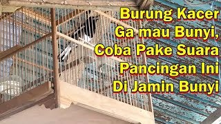 PANCINGAN PALING JITU BUAT BURUNG KACER MACET