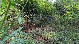 curious cats explore the garden