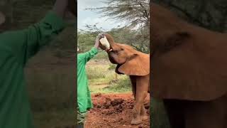 Feeding the Elephant in kenya #shorts