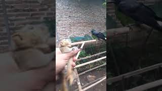 ngasih makan burung gagak dengan anak tupai #shortvideo #burung #tupai