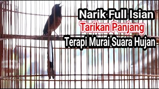 Terapi Murai Batu dengan Suara Hujan