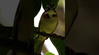 CANTO DO TICO-TICO, (Zonotrichia capensis)