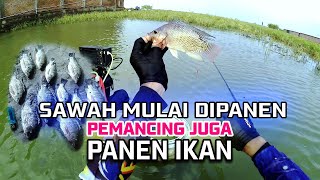 MANCING NYOBOK SERU ⁉️ SAWAH YANG BARU DIPANEN | IKANNYA AGAL-AGAL POTENSI VIRAL | BONANG DEMAK