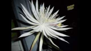 Epiphyllum Variety Hookeri in Bloom