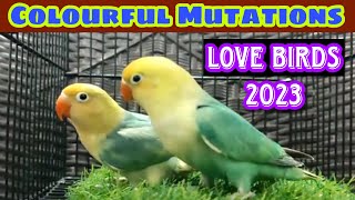 Colourful Love Birds Mutations 2023 | Love Birds Price 2023 | EP 47