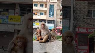 Mother Monkey breastfeeding baby monkey 🐒 #breastfeedingmommy #monkeyfamily #monkeyvideo