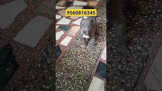 blue eyes American Bully male puppy available 🤩♥️ in reasonable price.. 🔥 Delhi ncr... #pet #dogs