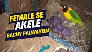 Akeli Female Se Bachay Kaise Palwate Hain | How to Raise Chick's from a Single Female