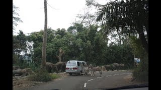 [GuestCamera] - Exciting Safari Journey in Cisarua, Bogor, West Java