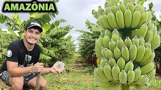 COMO FAZER A MANUTENÇÃO DO BANANAL + Dicas de Cultivo para ter sucesso!!