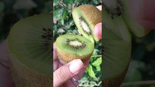 fruits farming 🥝🍎🍐🍑 #organic #fruitharvest #fruitfarming #fruitcutting @gardening_lover7469