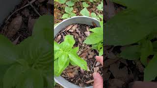 Simple #Gardening #Hack Using Store Bought #Basil