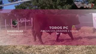 Villa Maria  Toros PC Colorados Corral 18  N 3