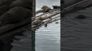 Harbor seals in the Pacific Northwest