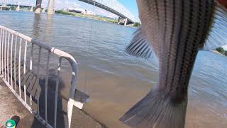 little striper on the Ohio (6-5-21)