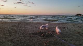 Bichon Frise  Dogs Having Fun at the Beach