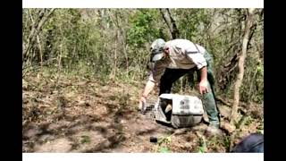 LA OSA MELERA RESCATADA VOLVIÓ A SU HÁBITAT NATURAL