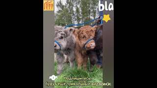 #Shorts funny animals, they will steal your heart, они украдут Ваше сердце, приколы