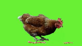 big chicken green screen effect