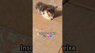 #dicas #gatos #cat #adote #adoteumgato #viralvideo #pets #gato #brasil #shortvideo #shorts