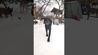 Лабрадор Гизма, приглашает поиграть. /Labrador Gizma, invites you to play.#shorts