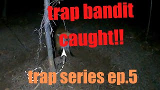 coyote trapping, {targeting the trap bandit}