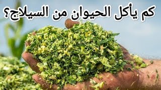 كم يأكل الحيوان من السيلاج .. العجول .. الجاموس ..الأبقار .. الأغنام.