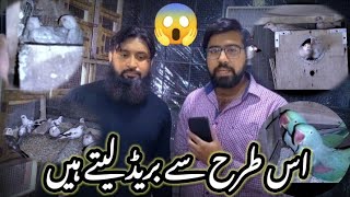 Usman Bhai K Lovebirds | Ringneck | Conure | Raw | Fawn Java | Albino RE | Cremino | Decino #viral