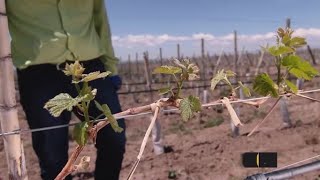 El desbrote, una tarea primaveral