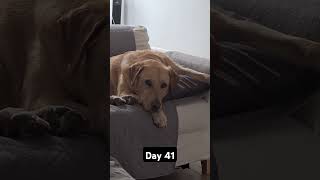 Day 41 until my dog gets 1k subscribers