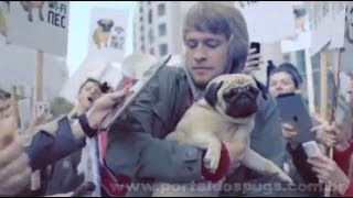 Intertelecom - Wi-Fi пёс (Cão Wi-Fi) - Comercial de TV - Propaganda com Pug