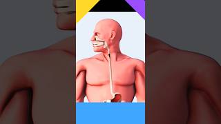 #healthsciences #blender #healthscience #medicaltechnology #endoscopia #endoscopy #shortvideo #robot