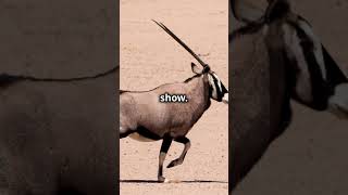 Amazing Facts About Oryx You Didn't Know