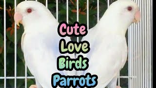 Cute Love Birds Parrot | Love Birds Price In Pakistan | Khan Birds Collection