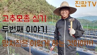 고추농사 고추모종부터 고추수확까지 가보자 #2 I 고추말목 튼튼하게 박기