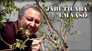 Pé de jabuticaba produzindo em vaso - Jabuticabeira voltou a produzir muita jabuticaba