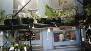 Back Porch is looking like an Indoor Garden | 1-16-24 | SEE DESCRIPTION | Thanks for Watching!