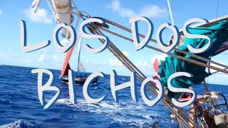 Los Dos Bichos - Chapitre 6  : Les Caraïbes en bateau-stop