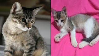 little kitten my favorite cat | cutekittymeow- happy | new cat games