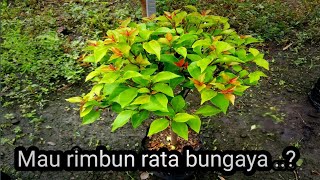 Jangan sia siakan musim hujan untuk Merimbunkan #bougenville