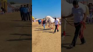 Arjan vailly ne new song animal movie 2023 horse riding new horse video #shortvideo  #viral