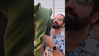 UMA PLANTA QUE É UM FÓSSIL VIVO -Welwitschia mirabilis