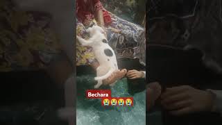 Teri Meharbaniya|| तेरी मेहरबानियां # dog#youtube #music #bollywood #@pdrp806