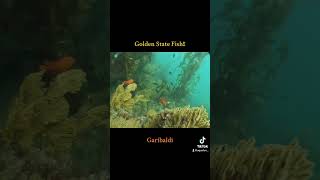 Garibaldi Playing on SoCal Reef #Socal #freedive #spearfishing