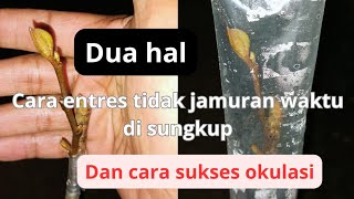 part2 dua hal cara sukses akulasi durian  entres tidak jamuran waktu di sungkup