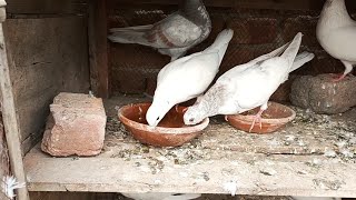 Pigeon baby new 2023 ke liye new tayari #masadbirds